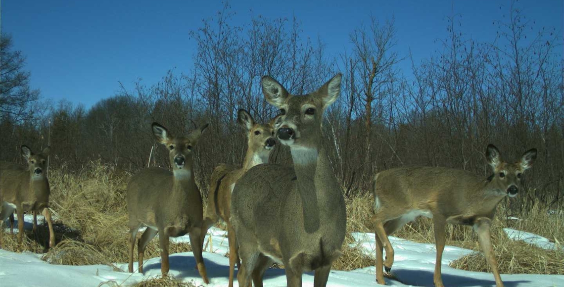 large herd of deer in winter
