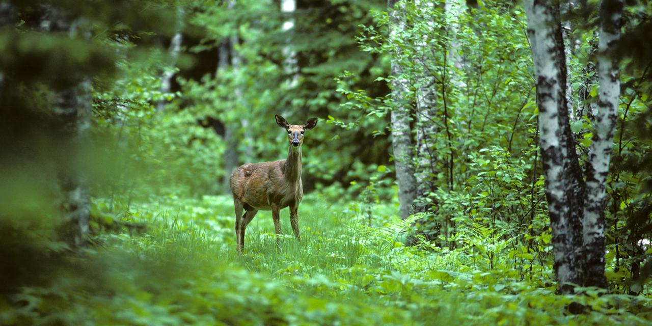 deer standing in a forest